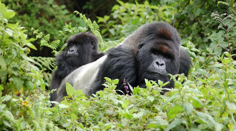 oia sunset santorini